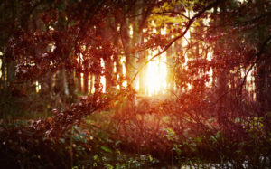 Breathwork creates an opening like the light shining through the forest